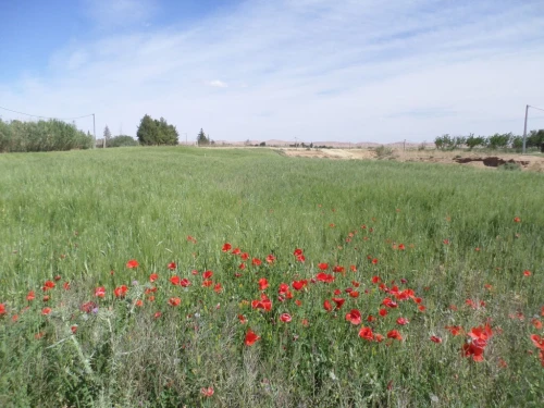Vente Terrain Djelfa Djelfa
