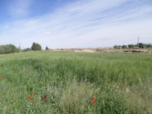 Vente Terrain Djelfa Djelfa