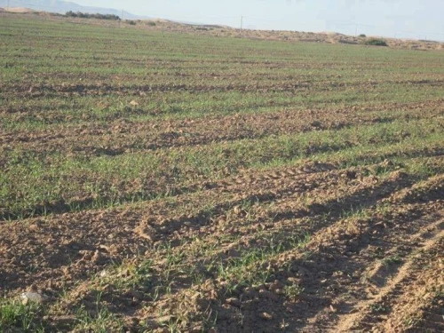 Vente Terrain Djelfa Djelfa