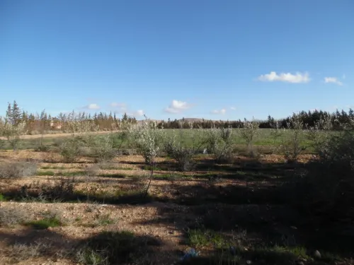 Vente Terrain Djelfa Djelfa