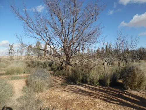 Vente Terrain Djelfa Djelfa