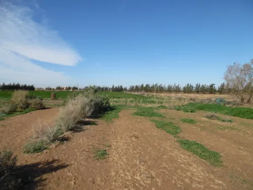 Vente Terrain Agricole Djelfa Djelfa