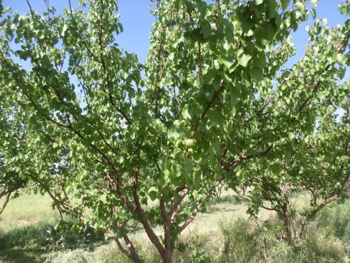 Vente Terrain Djelfa Djelfa