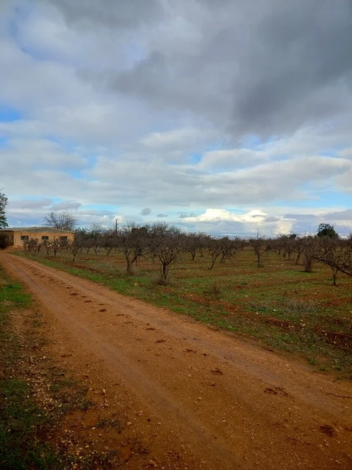 Vente Terrain Agricole Tlemcen Hennaya