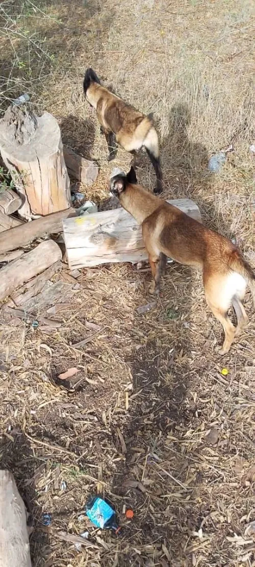 Donnation deux chiots Malinois de 8 mois  vaccinés, en très bonne santé . Alger