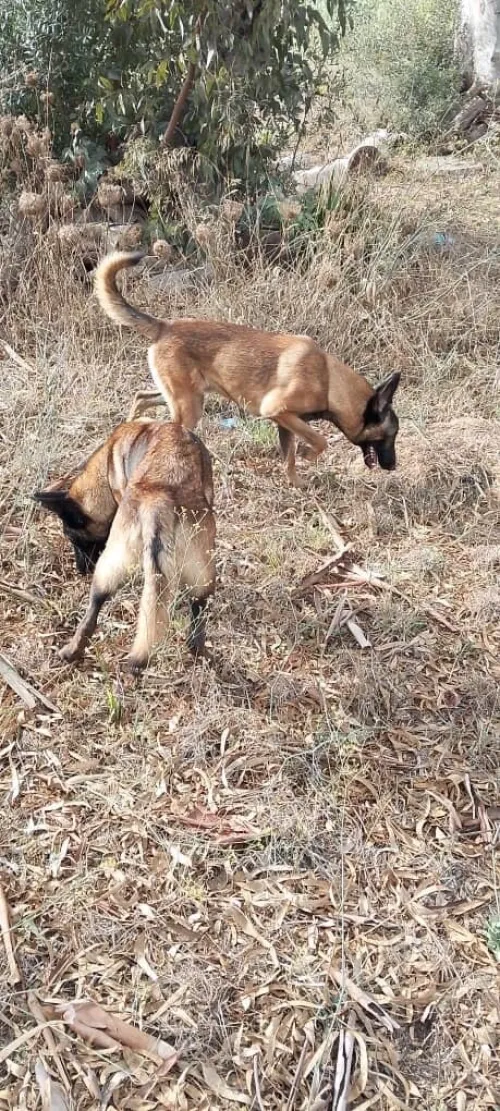 Donnation deux chiots Malinois de 8 mois  vaccinés, en très bonne santé . Alger