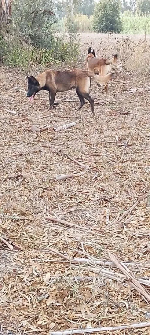 Donnation deux chiots Malinois de 8 mois  vaccinés, en très bonne santé . Alger
