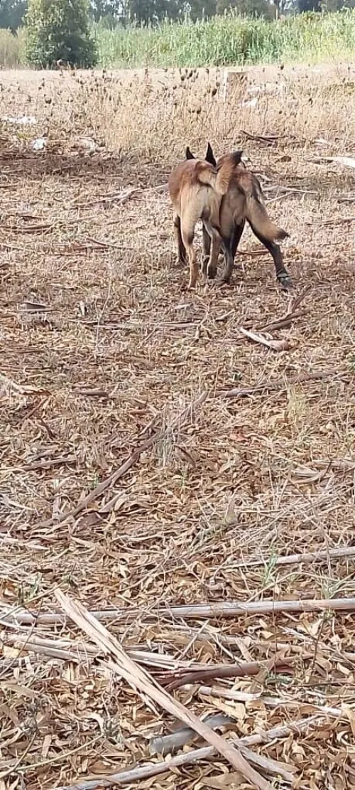 Donnation deux chiots Malinois de 8 mois  vaccinés, en très bonne santé . Alger