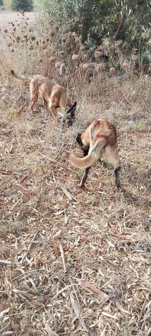 Donnation deux chiots Malinois de 8 mois  vaccinés, en très bonne santé . Alger