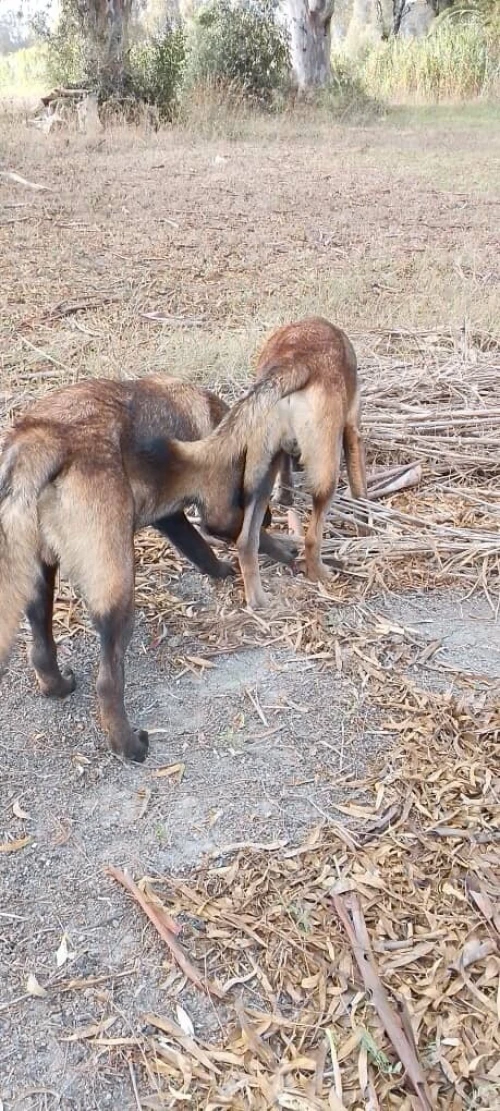Donnation deux chiots Malinois de 8 mois  vaccinés, en très bonne santé . Alger