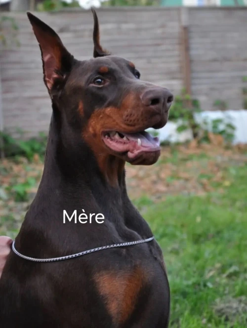 Doberman Europeans pure d'origine France