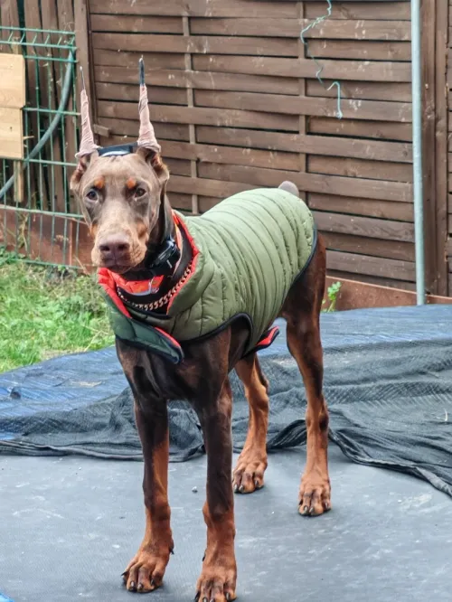 Doberman Europeans pure d'origine France