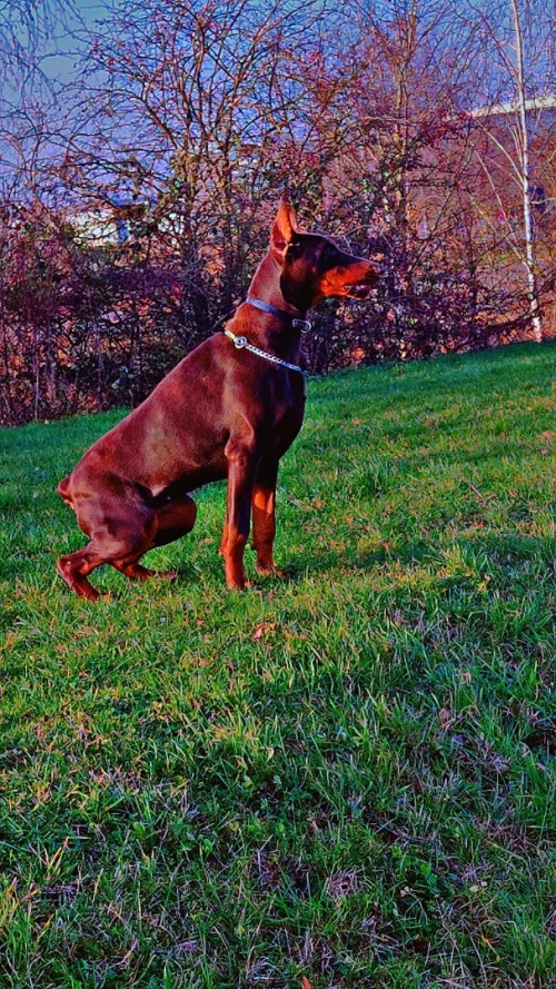 Doberman Europeans pure d'origine France