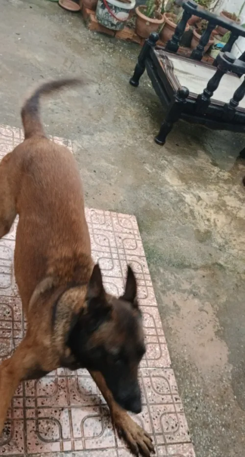 Chienne malinois