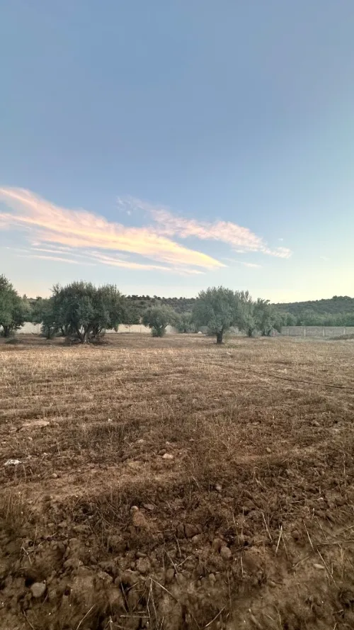 Vente Terrain Agricole Bouira Mchedallah