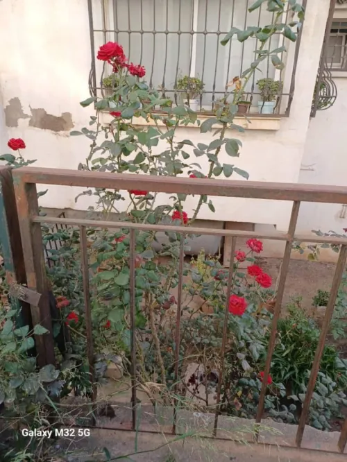 Vente Appartement F3 Alger Kouba
