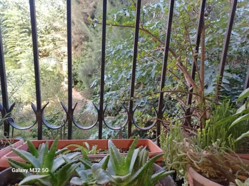 Vente Appartement F3 Alger Kouba