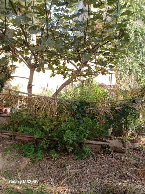 Vente Appartement F3 Alger Kouba