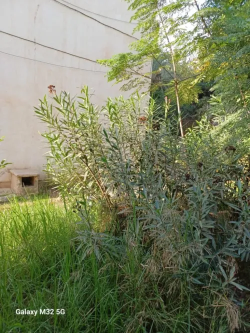 Vente Appartement F3 Alger Kouba