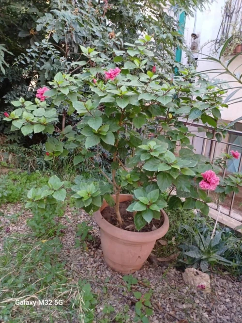 Vente Appartement F3 Alger Kouba
