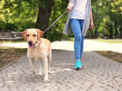 Dog walking et pet sitting