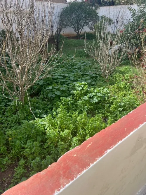 Vente Villa Alger Kouba