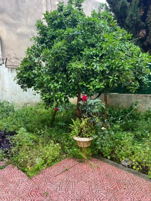 Vente Villa Alger Dely brahim