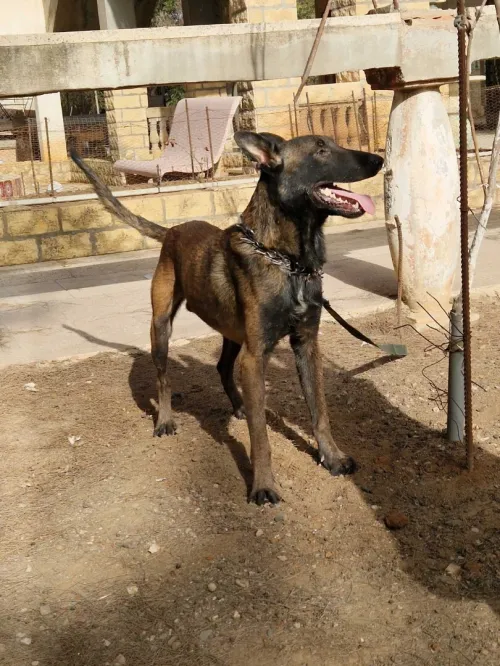 2 Chien malinois , mâle charbonner 1ans et 10mois , femelle classique 1ans et 4 mois 