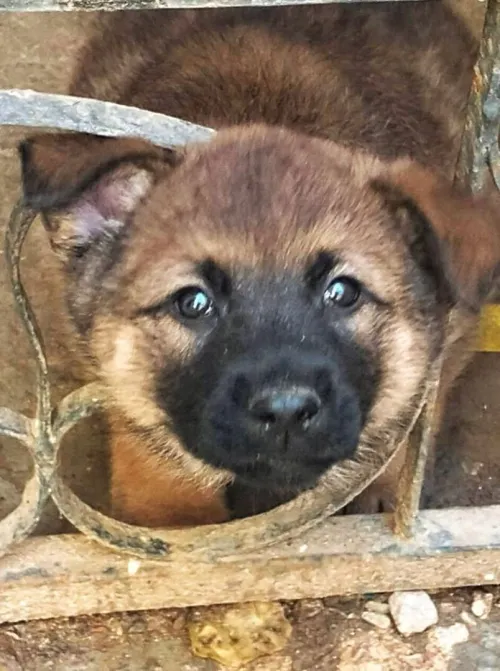 Malinois Charbonier