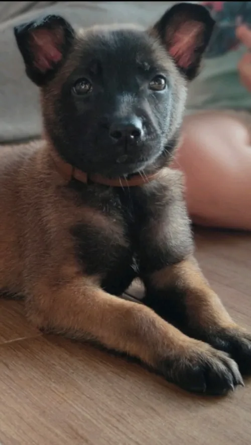 Malinois