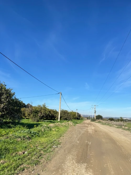 Vente Terrain Blida Ben khellil