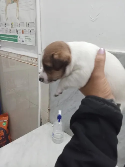 Jakrussel terrier 