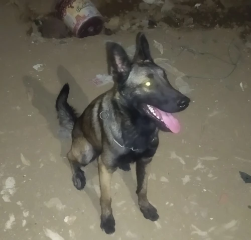 Malinoi