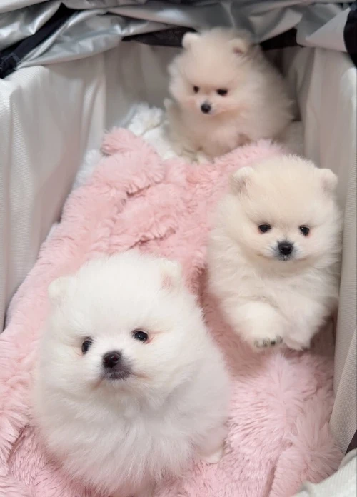 Spitz pomeranian