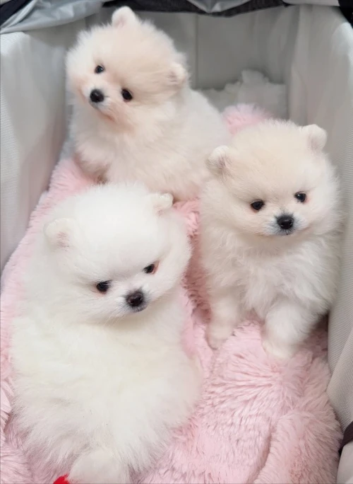 Spitz pomeranian