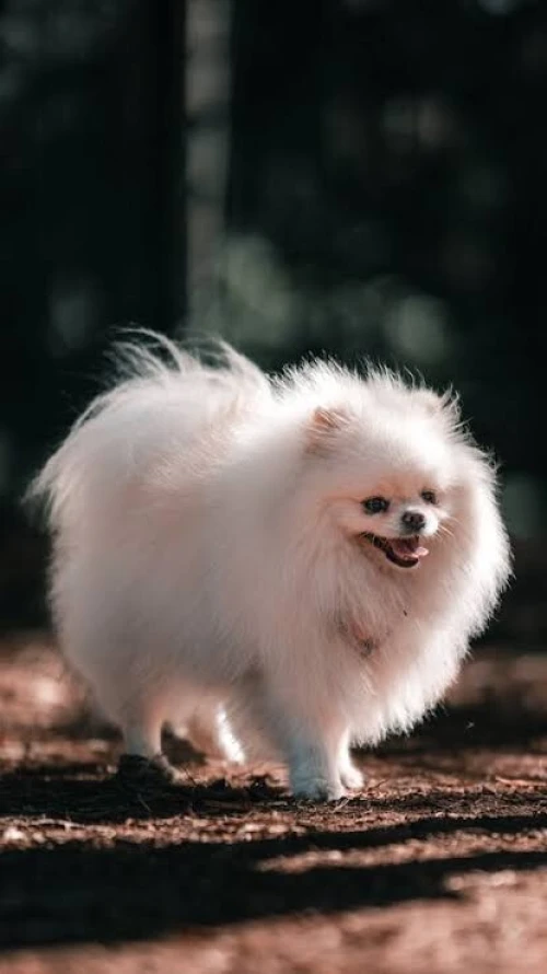 Spitz pomeranian