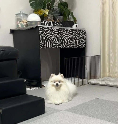 Spitz pomeranian