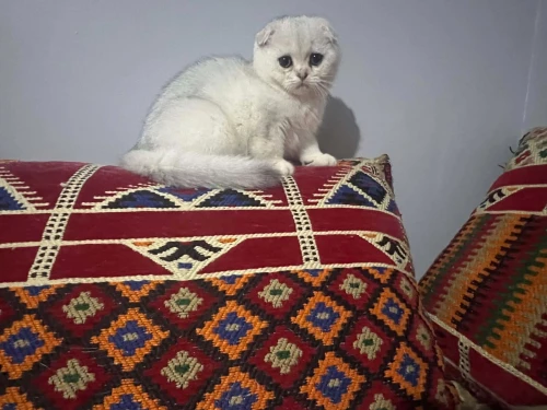 Disponible 3 malle scottish fold et british golden