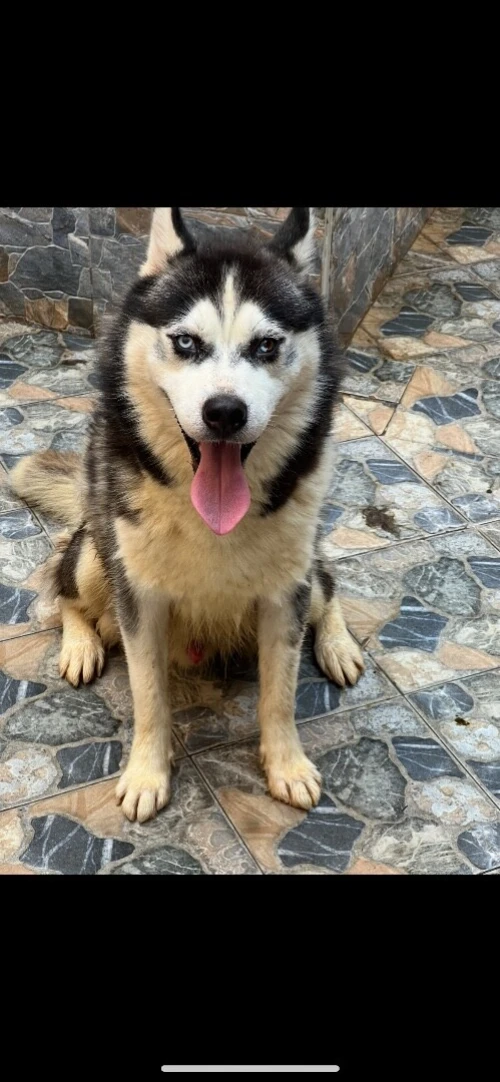 Husky