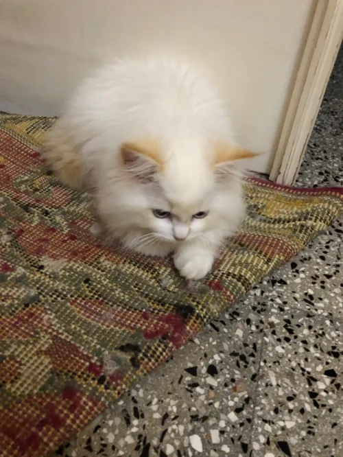 Chaton persan Chirazy Femelle