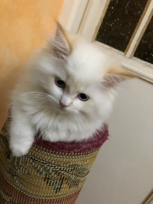 Chaton persan Chirazy Femelle
