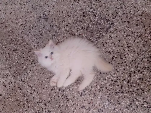 Chaton persan chirazy femelle