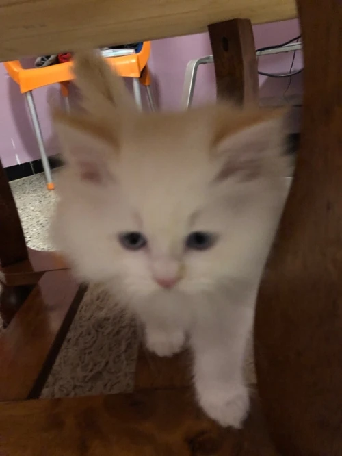 Chaton persan chirazy femelle