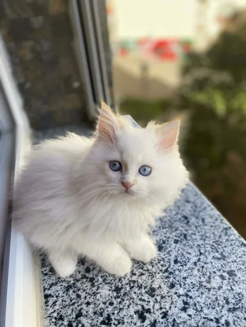 Chaton persan Chirazy Femelle