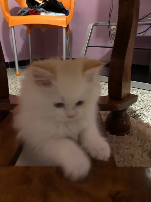 Chaton persan chirazy femelle
