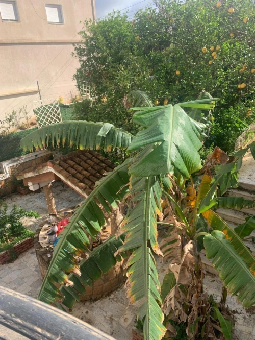Location Villa Alger Draria