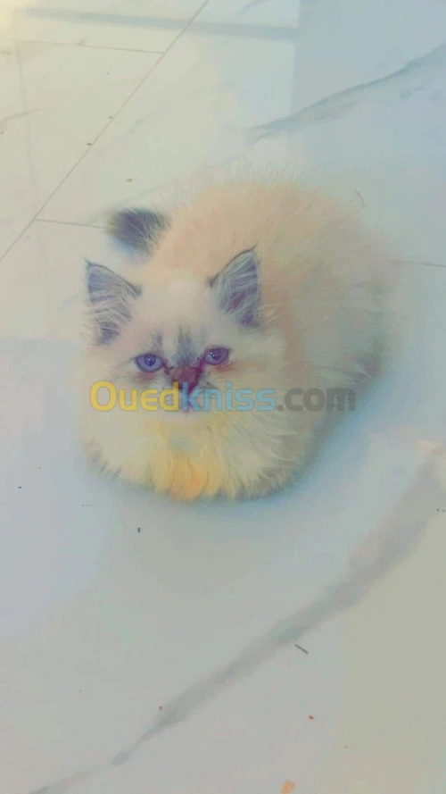 Chats himalayens 