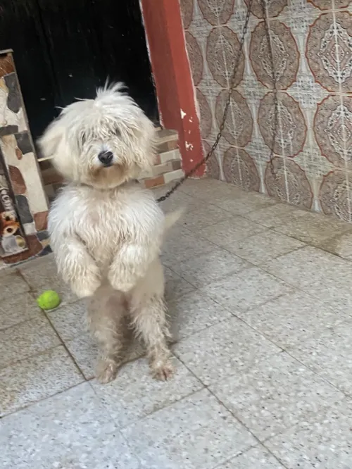 Caniche bichon