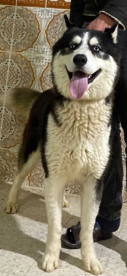 Husky malamute mal et femelle