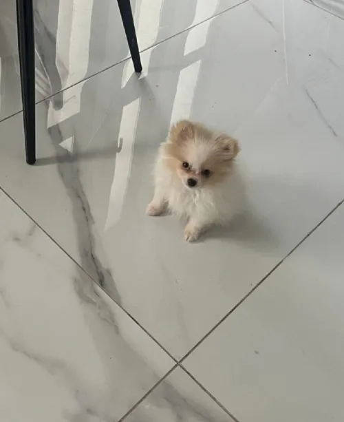 Spitz nain pomeranian